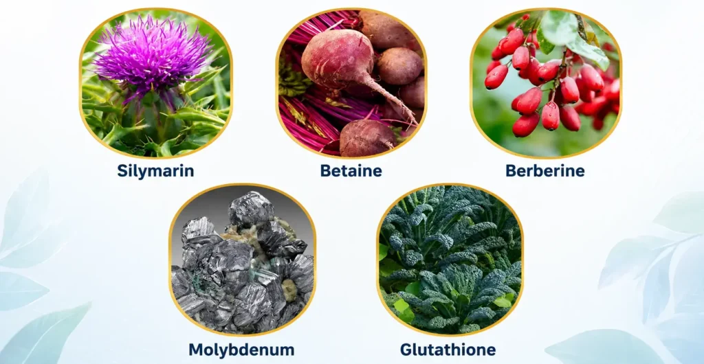 Liv Pure Real Ingredient Image